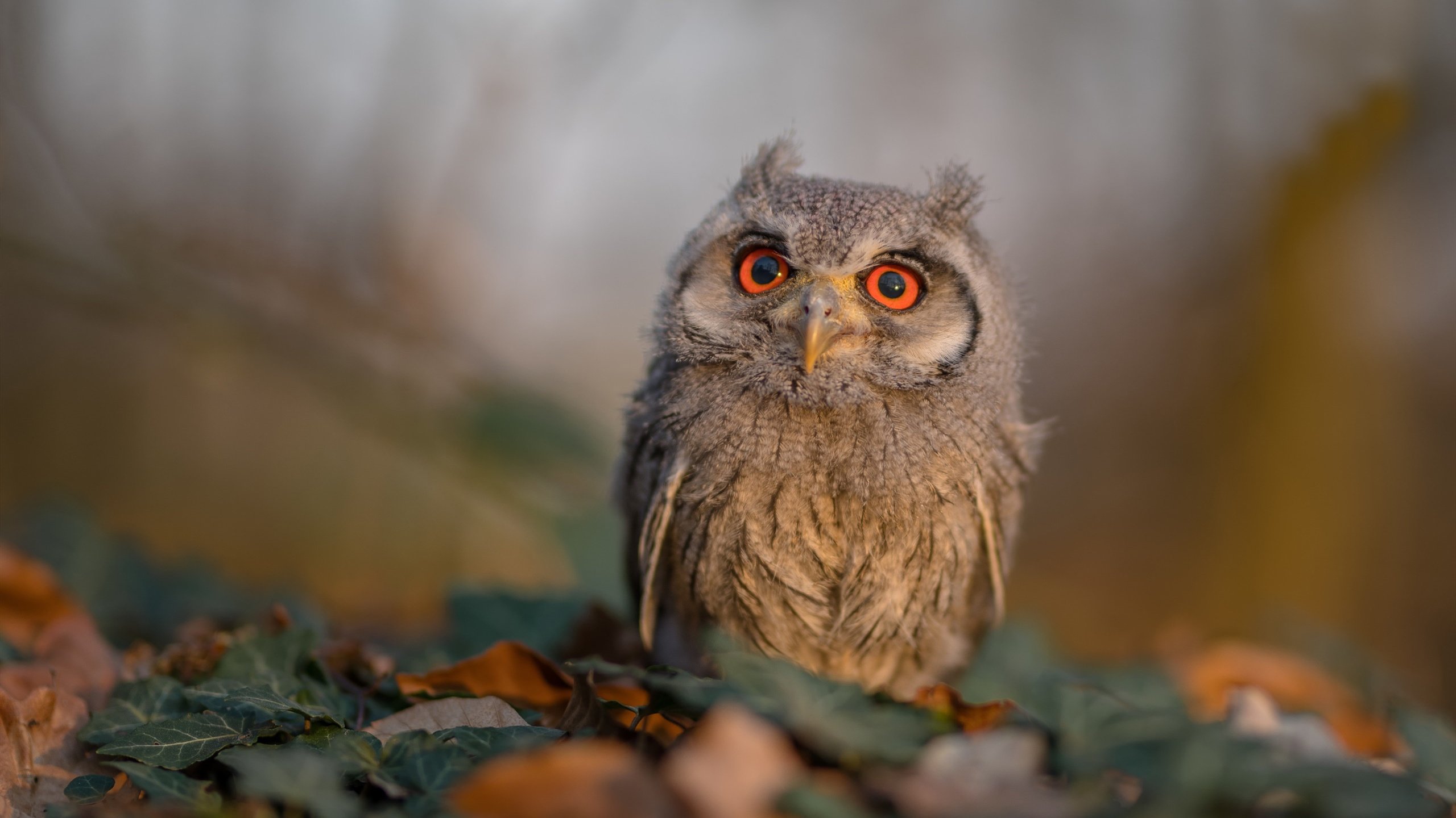 开云体育-奥运周期关键战焦点战，喀麦隆血脉如何在莱比锡红牛体系下赢得国家德比