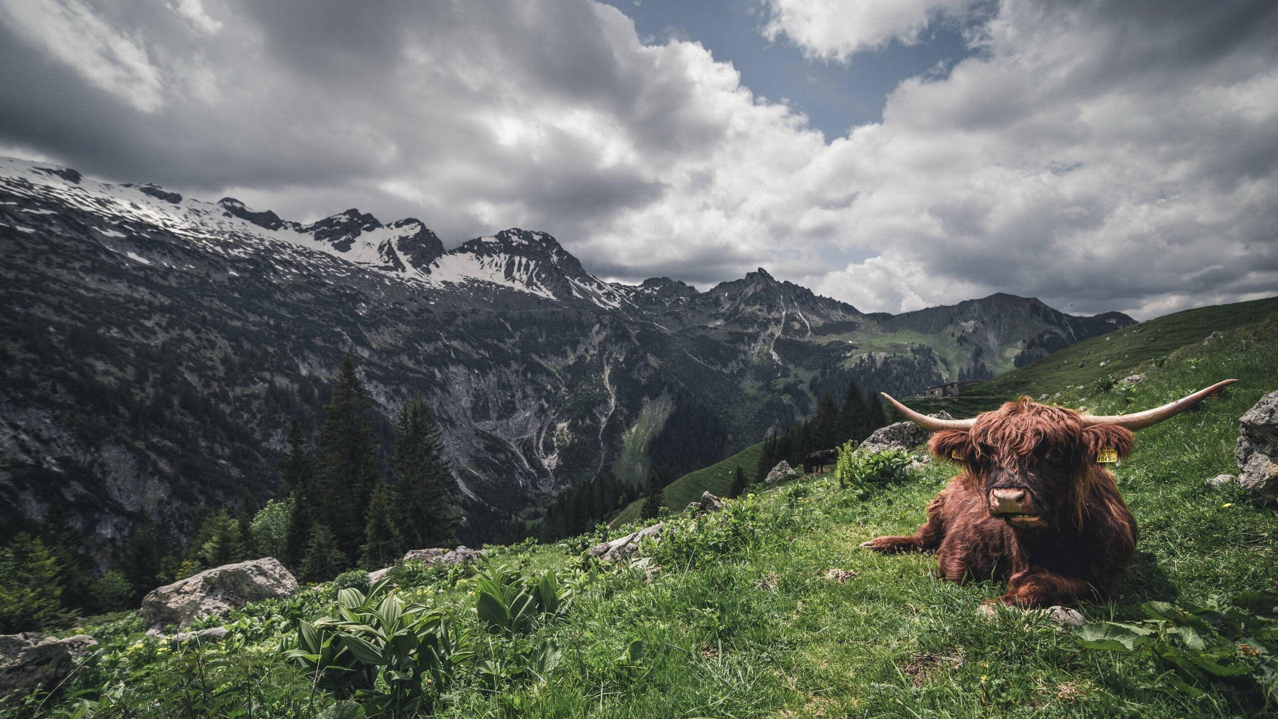 开云体育app-钢与藤，澳大利亚防守如何锻造出东决接管者苏亚雷斯