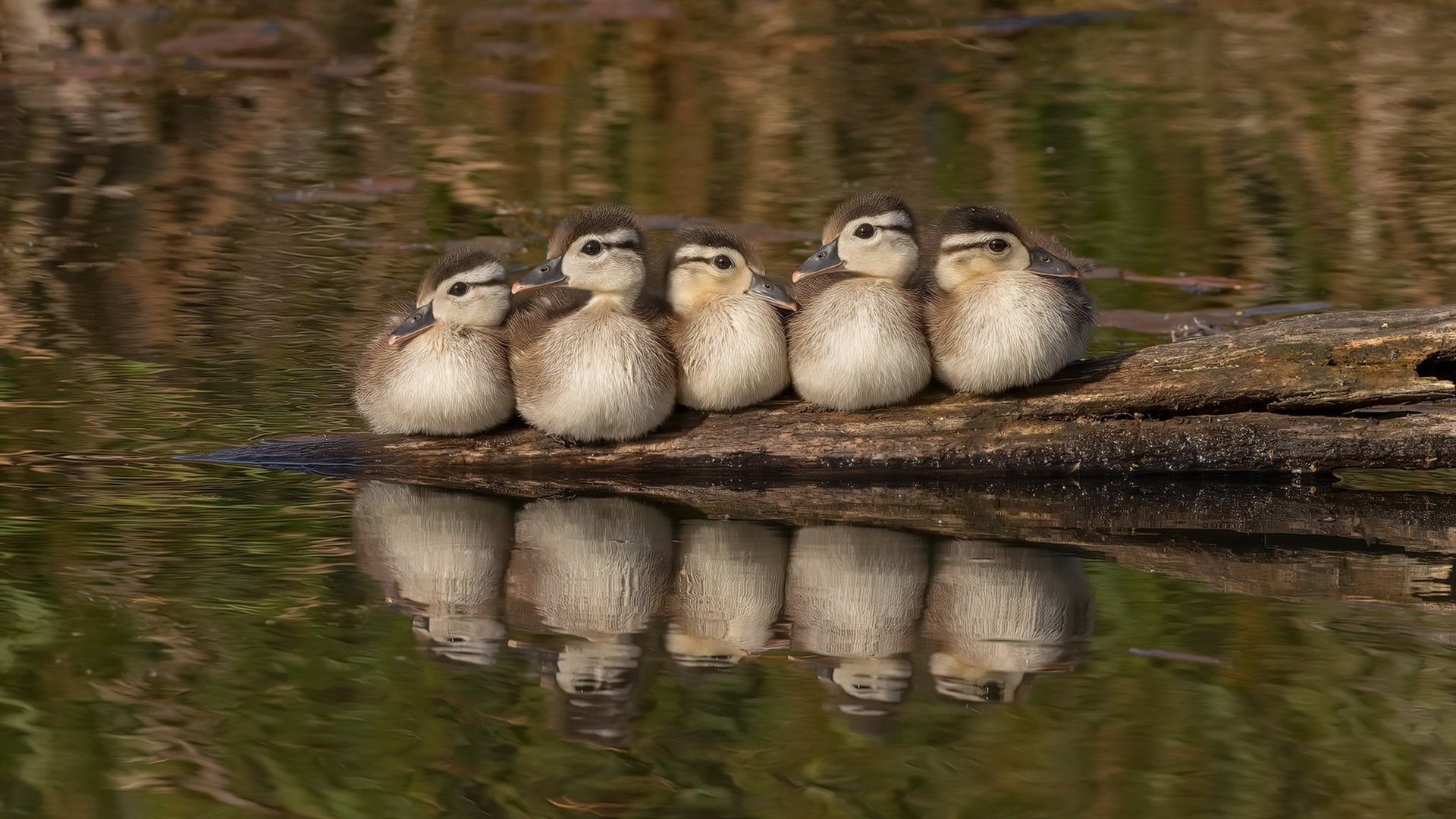 开云下载-跨越大陆的坚毅，从非洲杯的鏖战到莫德里奇的决胜哲学