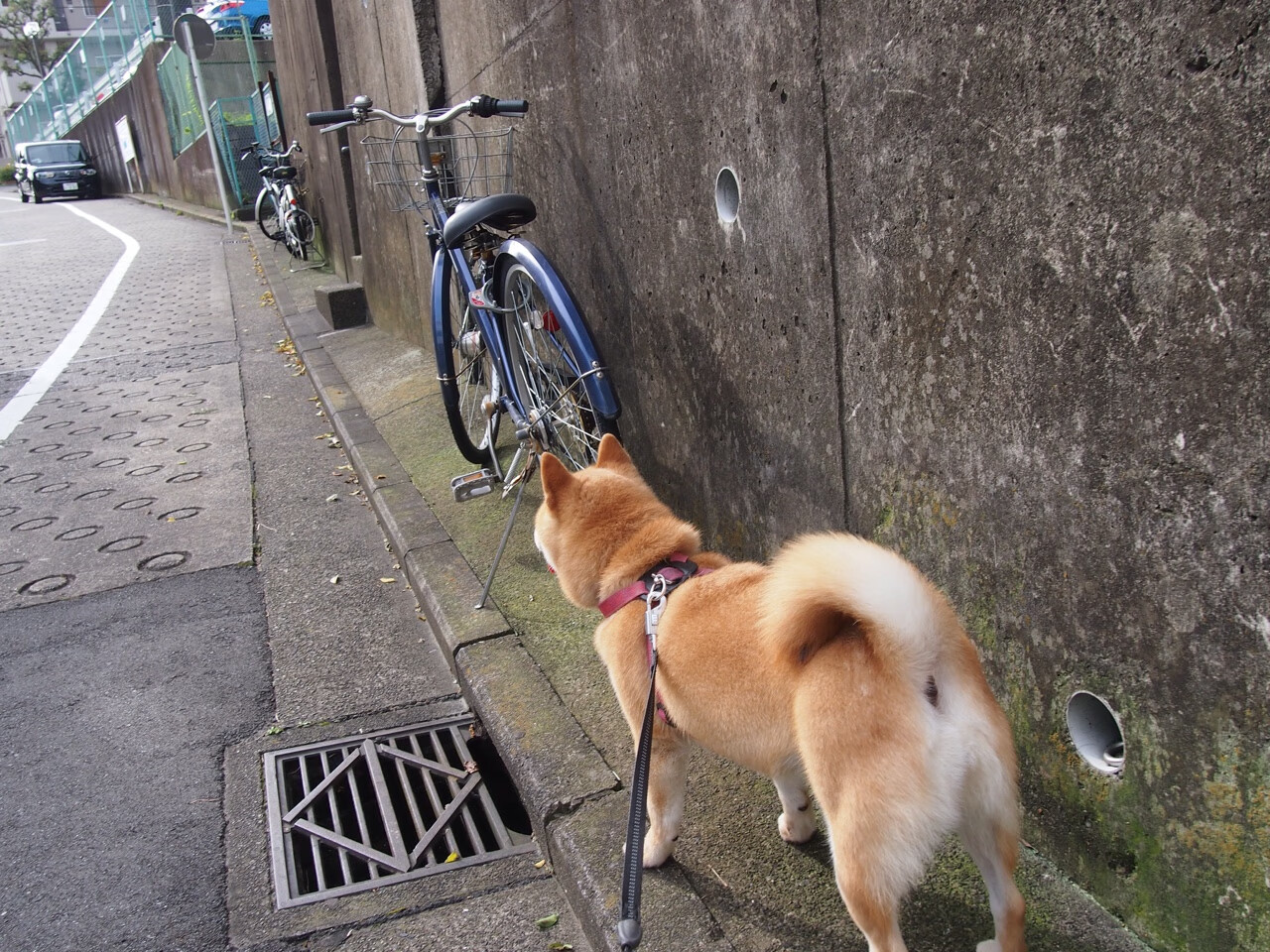 开云体育APP下载-领袖与利刃，米切尔导演，国王压哨绝杀绿军