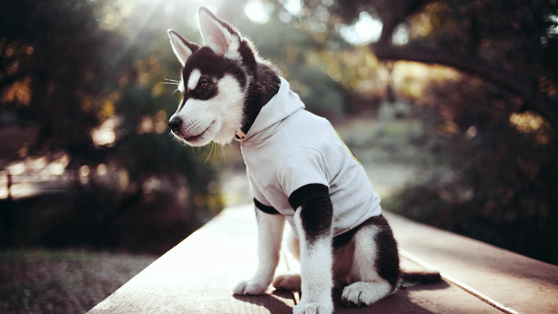 高墙永不陷落,旷野棋盘上,库尔图瓦的终极稳定哲学