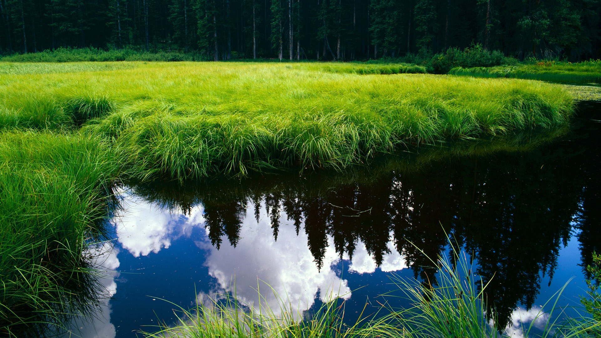平行世界的篮球风暴,当奇才鏖战新疆,格林在德甲加冕