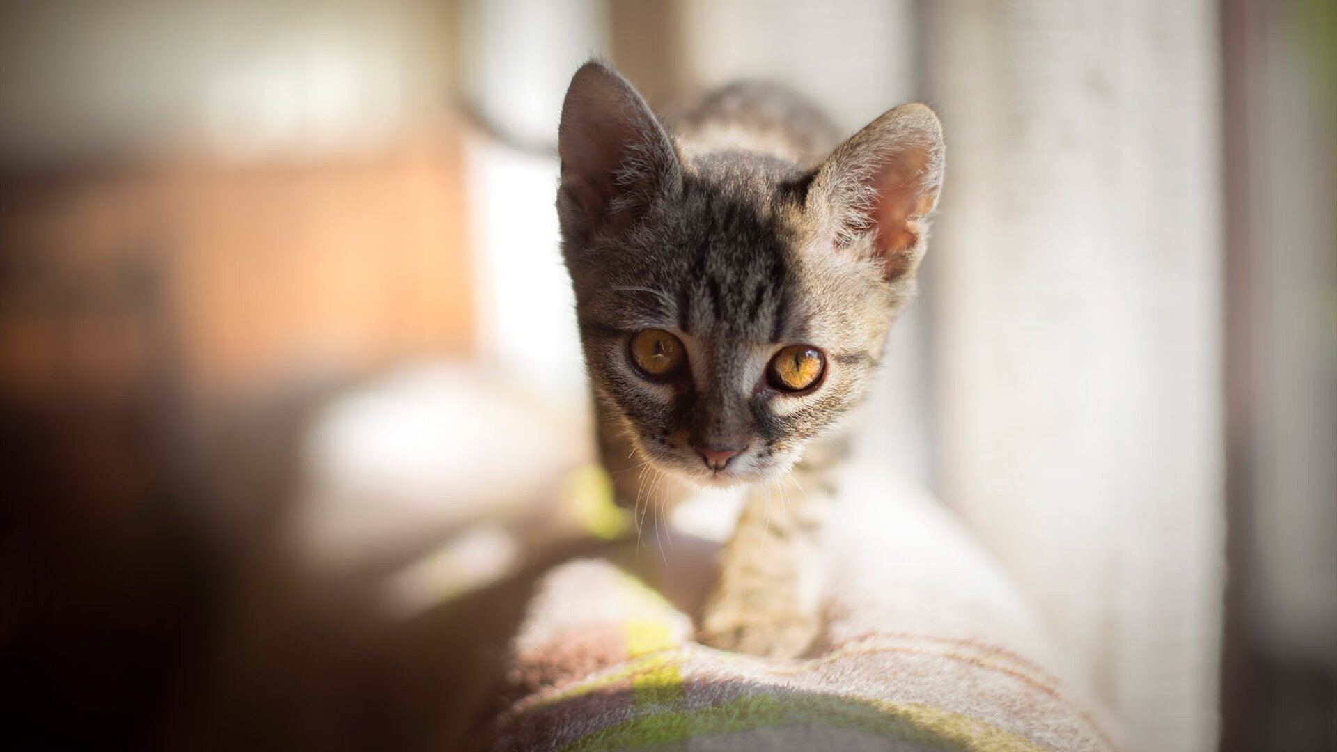 冰与火，当热火绝杀焚尽金州，莫兰特以狂澜重写世界