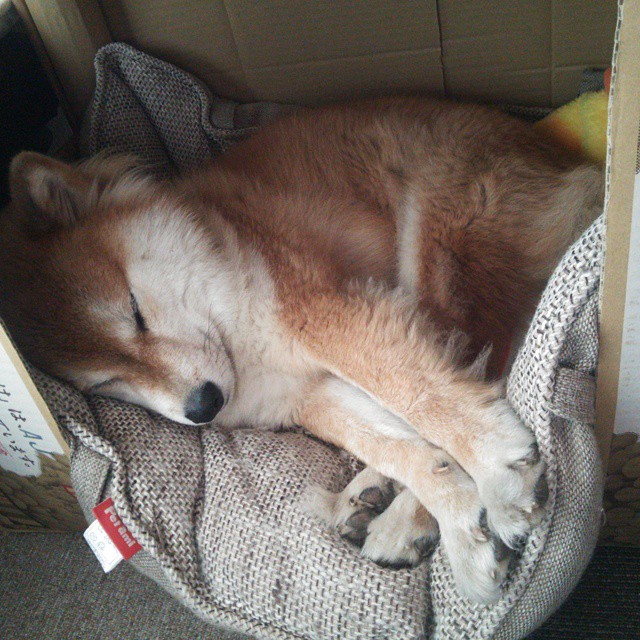 开云体育APP下载-卡塔尔强行终结奥地利，托尼用一记逆天改命球，写下亚洲足球的沉默英雄传