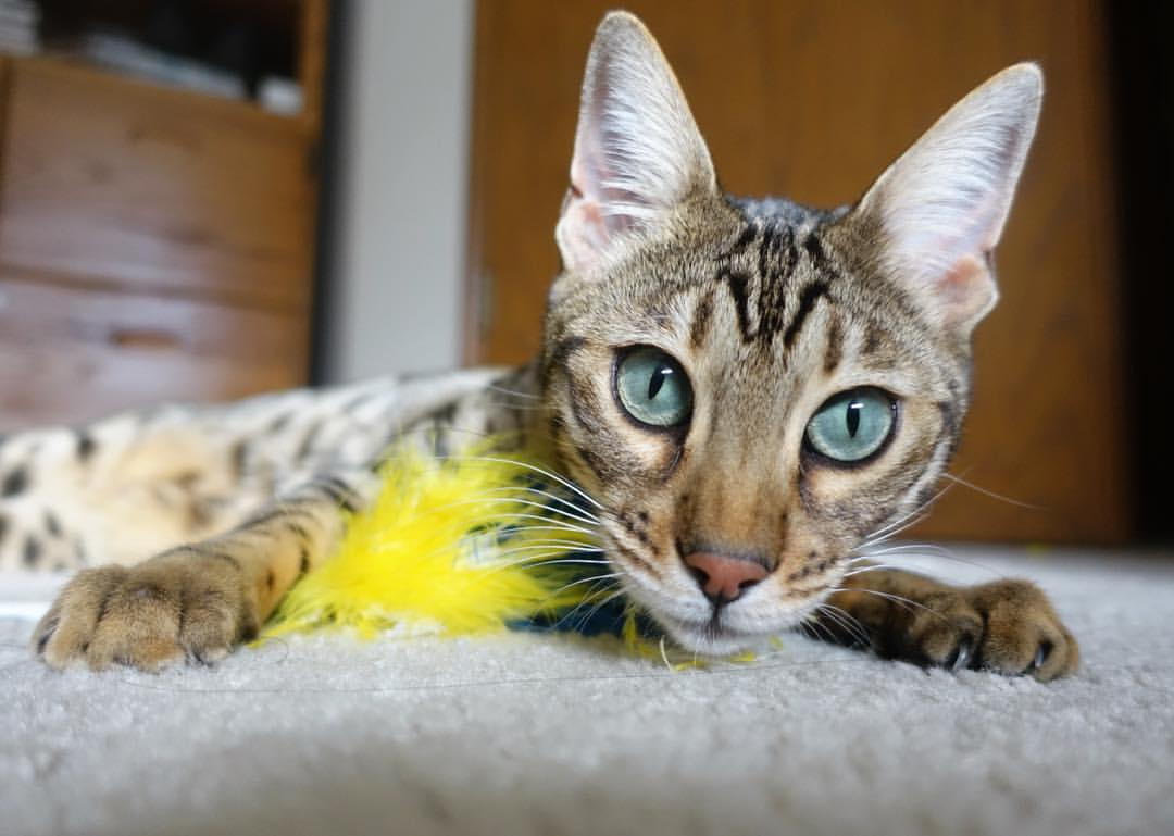 字母哥持续制造杀伤，吉林队关键战突围湖人—竞技体育的殊途同归