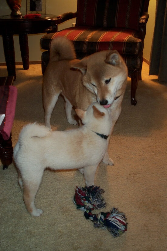 德甲争冠战之夜,范弗利特的篮球智慧如何点燃足球圣殿