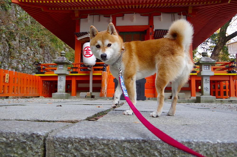 开云体育官网-冰与火的交响，从伯纳乌到五棵松，体育之夜的激情共振