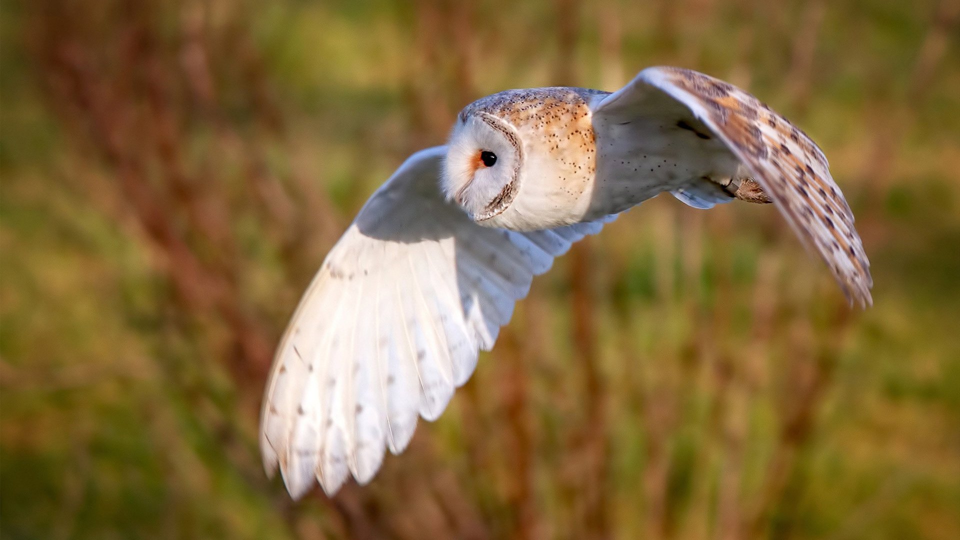 黑色浪潮席卷克利夫兰，鹈鹕在东决关键战中收割骑士