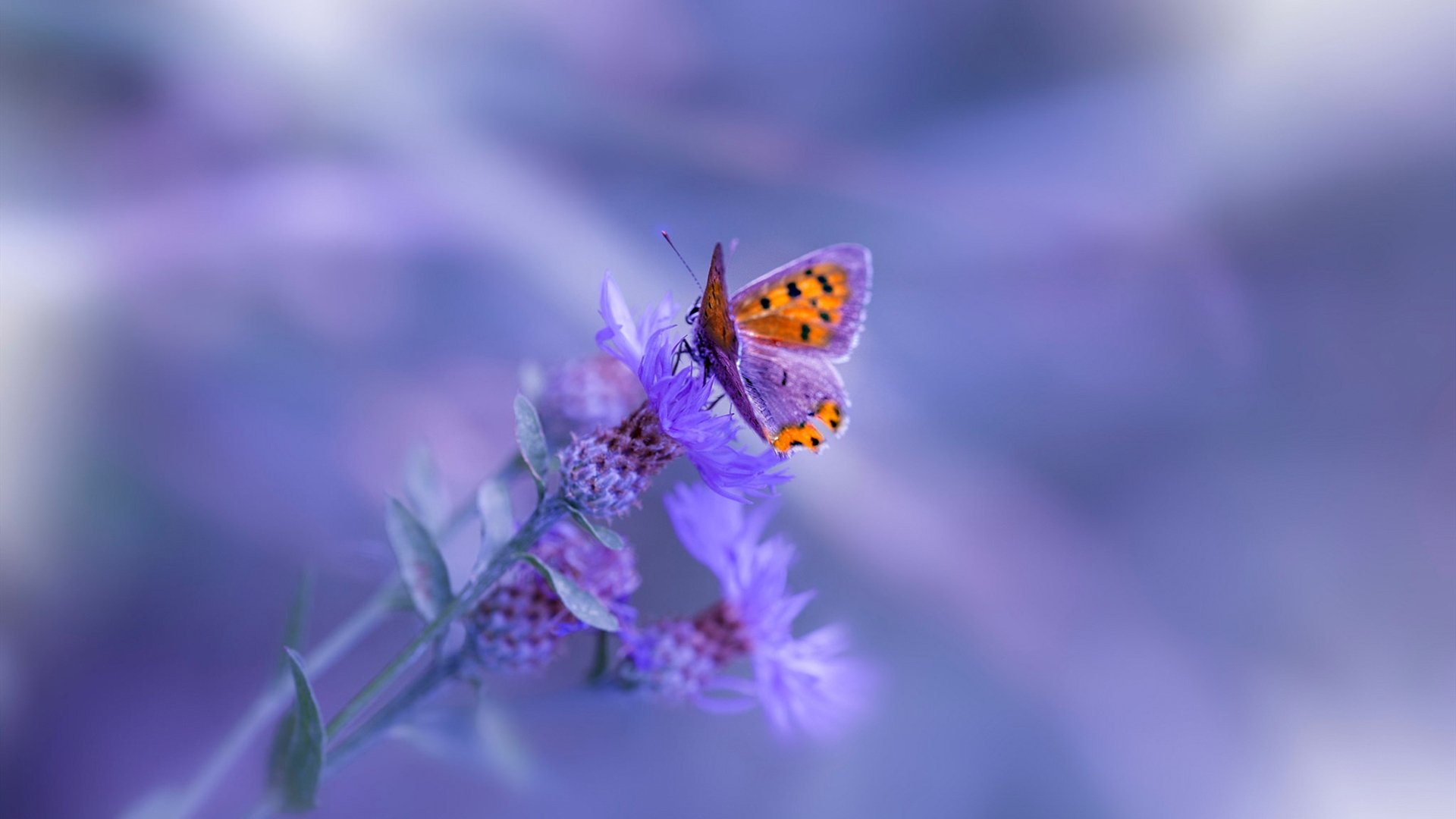 希式铁幕下的北欧闪电,加克波击穿瑞典防线,荣膺最佳毫无争议