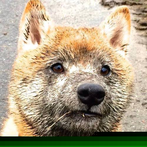 当节奏大师在场边观看,雷霆火箭激战中的暗流