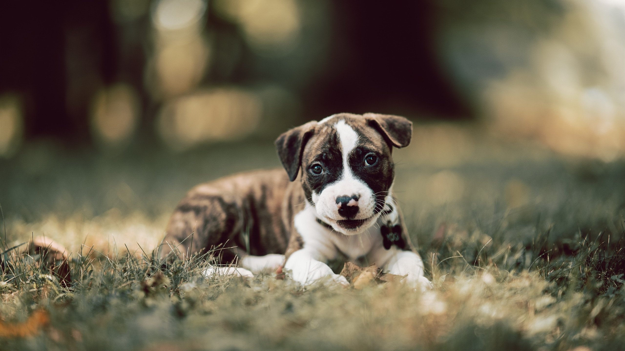 开云体育入口-深篮风暴卷底特律，狐王亮刃定江山