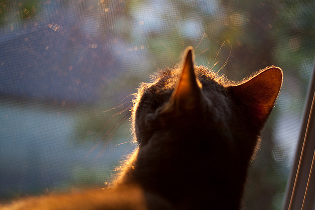 上海队淘汰凯尔特人,班凯罗如何成为改写东方与西方对话的关键先生?