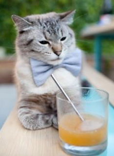 开云体育app-鹈鹕对阵森林狼，武切维奇统治攻防，存在感拉满的夜晚